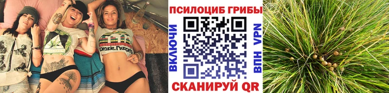 Купить где  Елизово  Галлюциногенные грибы Magic Shrooms 